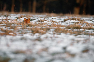 BUITEN BEELD Foto: 164400
