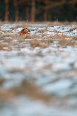 BUITEN BEELD Foto: 164401