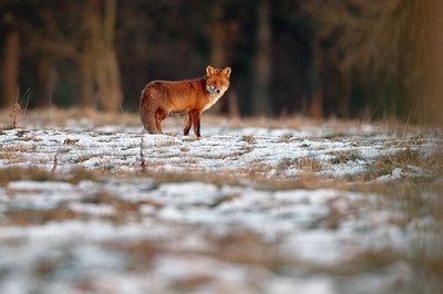 BUITEN BEELD Foto: 164402