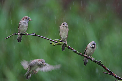 BUITEN BEELD Foto: 164415