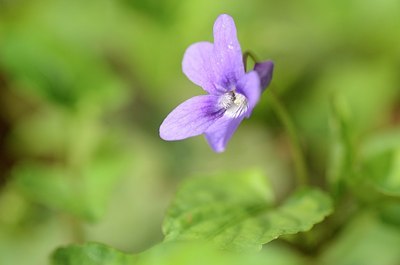BUITEN BEELD Foto: 164484