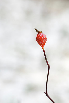 BUITEN BEELD Foto: 164500
