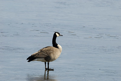 BUITEN BEELD Foto: 164504