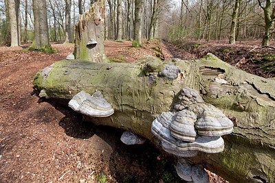BUITEN BEELD Foto: 164525