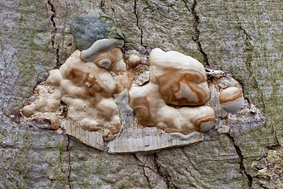 BUITEN BEELD Foto: 164528