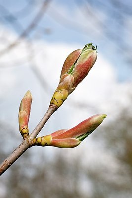 BUITEN BEELD Foto: 164537