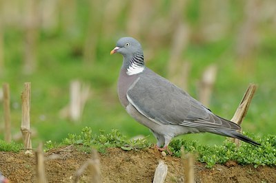 BUITEN BEELD Foto: 164561