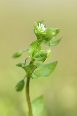 BUITEN BEELD Foto: 164565