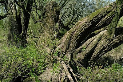 BUITEN BEELD Foto: 164805