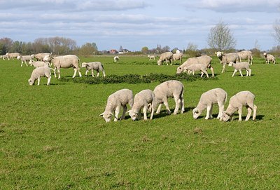 BUITEN BEELD Foto: 164814