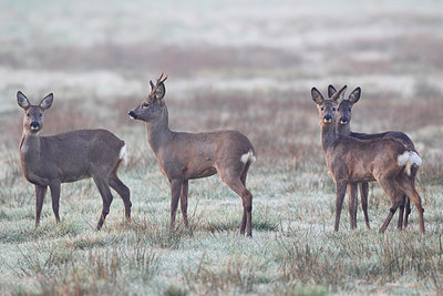 BUITEN BEELD Foto: 164835