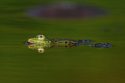 BUITEN BEELD Foto: 164839