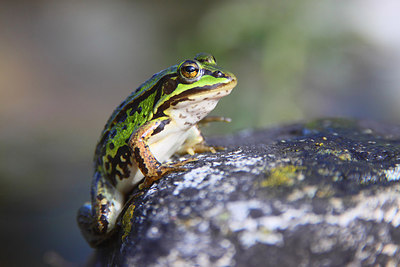 BUITEN BEELD Foto: 164840