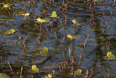 BUITEN BEELD Foto: 164864