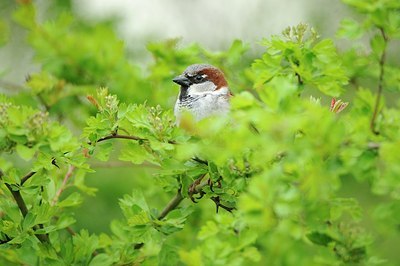 BUITEN BEELD Foto: 164867