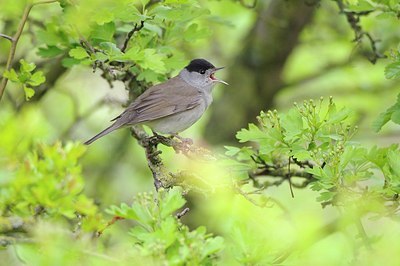 BUITEN BEELD Foto: 164870