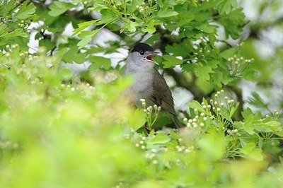 BUITEN BEELD Foto: 164872