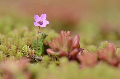 BUITEN BEELD Foto: 164873