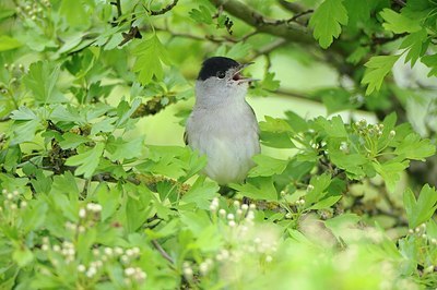 BUITEN BEELD Foto: 164876