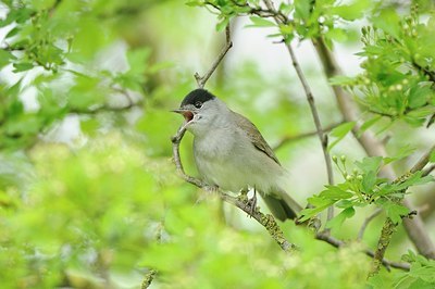 BUITEN BEELD Foto: 164879