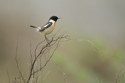 BUITEN BEELD Foto: 164881