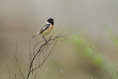 BUITEN BEELD Foto: 164882