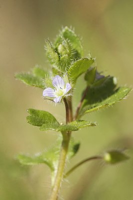 BUITEN BEELD Foto: 164965