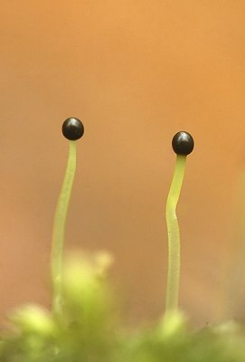 BUITEN BEELD Foto: 164985