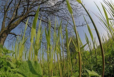 BUITEN BEELD Foto: 165036