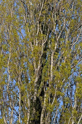 BUITEN BEELD Foto: 165048