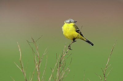 BUITEN BEELD Foto: 165075