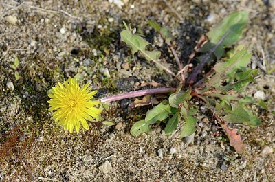 BUITEN BEELD Foto: 165099