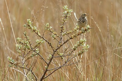 BUITEN BEELD Foto: 165129