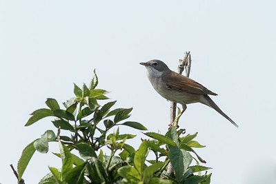 BUITEN BEELD Foto: 165131
