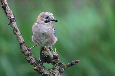 BUITEN BEELD Foto: 165172