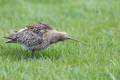 BUITEN BEELD Foto: 165182