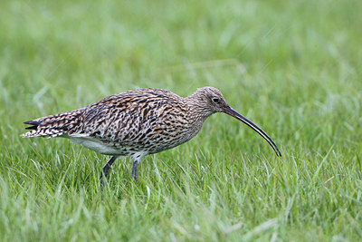 BUITEN BEELD Foto: 165183