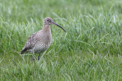 BUITEN BEELD Foto: 165185