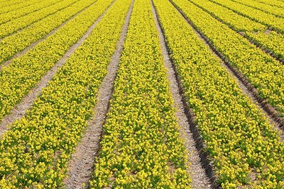 BUITEN BEELD Foto: 165199