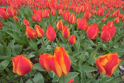BUITEN BEELD Foto: 165227