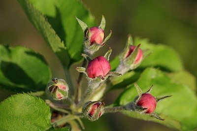 BUITEN BEELD Foto: 165258