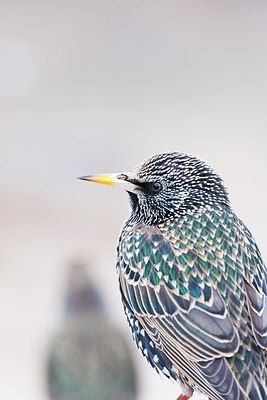 BUITEN BEELD Foto: 165294