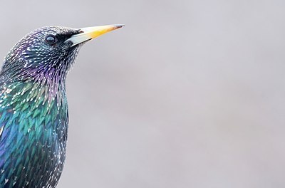 BUITEN BEELD Foto: 165300