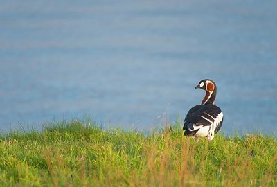 BUITEN BEELD Foto: 165302