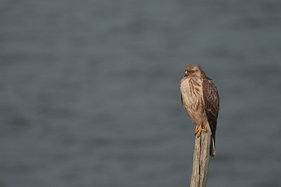 BUITEN BEELD Foto: 165313