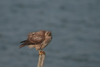 BUITEN BEELD Foto: 165314