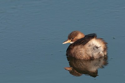 BUITEN BEELD Foto: 165318