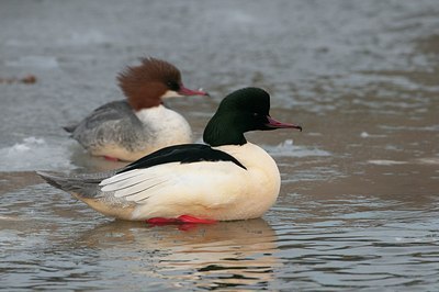 BUITEN BEELD Foto: 165326