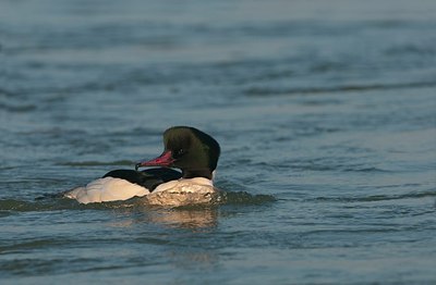 BUITEN BEELD Foto: 165331