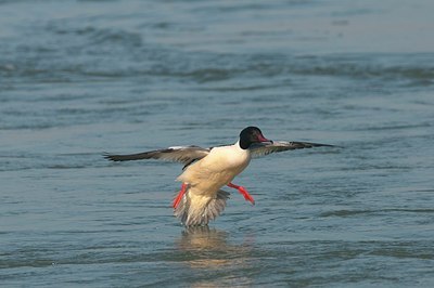 BUITEN BEELD Foto: 165333
